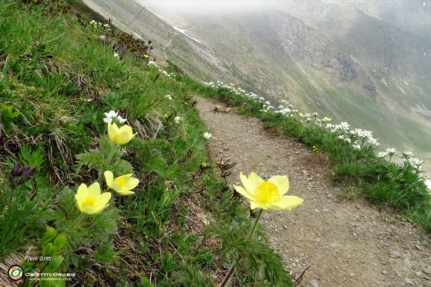20 Pulsatilla alpina e anemone narcissino (anemone narcissiflora).JPG